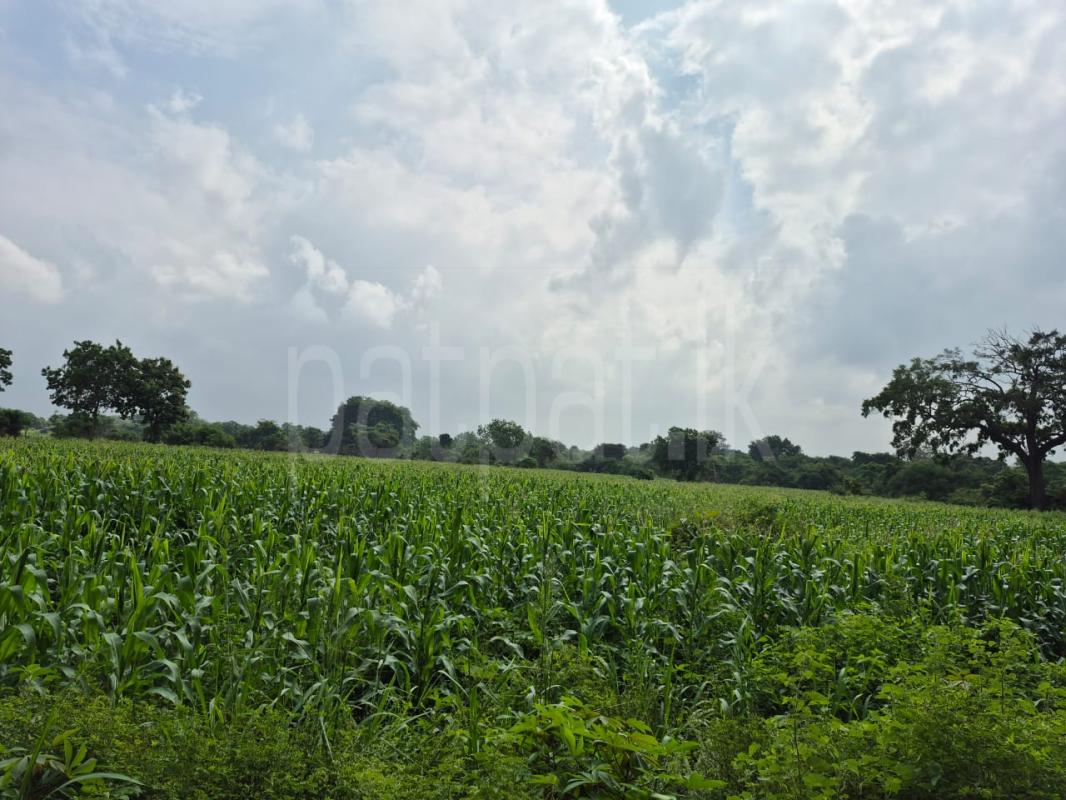 Residential Land for Sale in Anuradhapura ads-image-1
