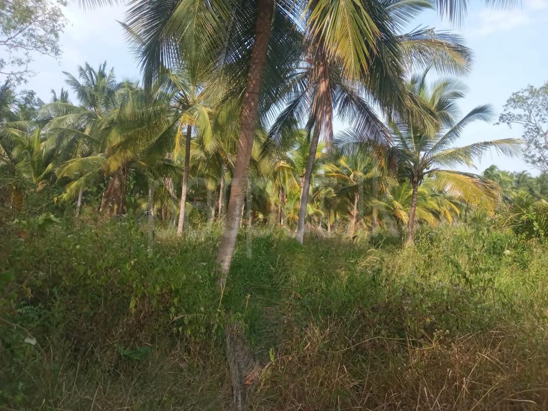 Agricultural Land for Sale in Kurunegala
