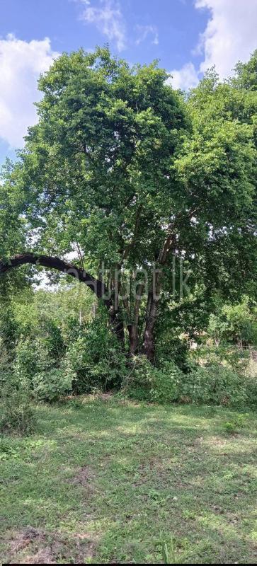 Residential Land for Sale in Kataragama