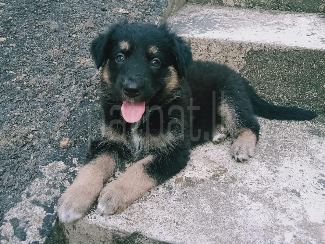 Advertisement image 2