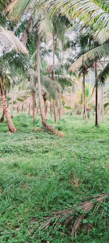 Agricultural Land for Sale in Kurunegala