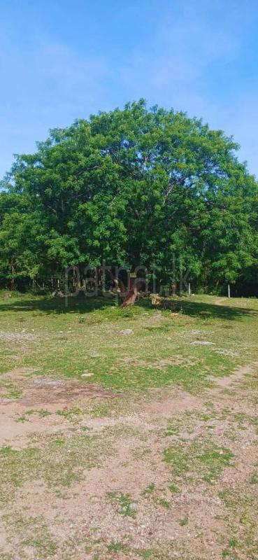 Residential Land for Sale in Kataragama