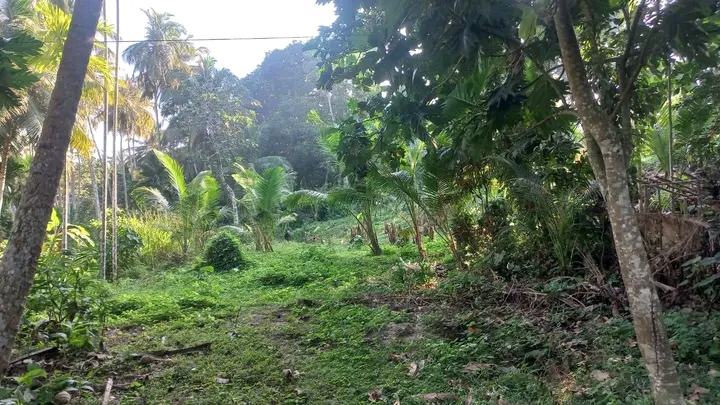 Residential Land for Sale in Tangalla ads-image-1