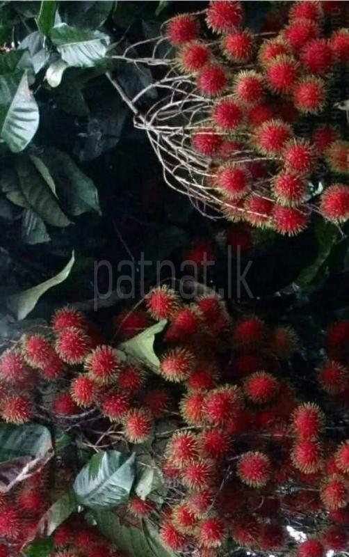 Agricultural Land for Sale in Badalgama