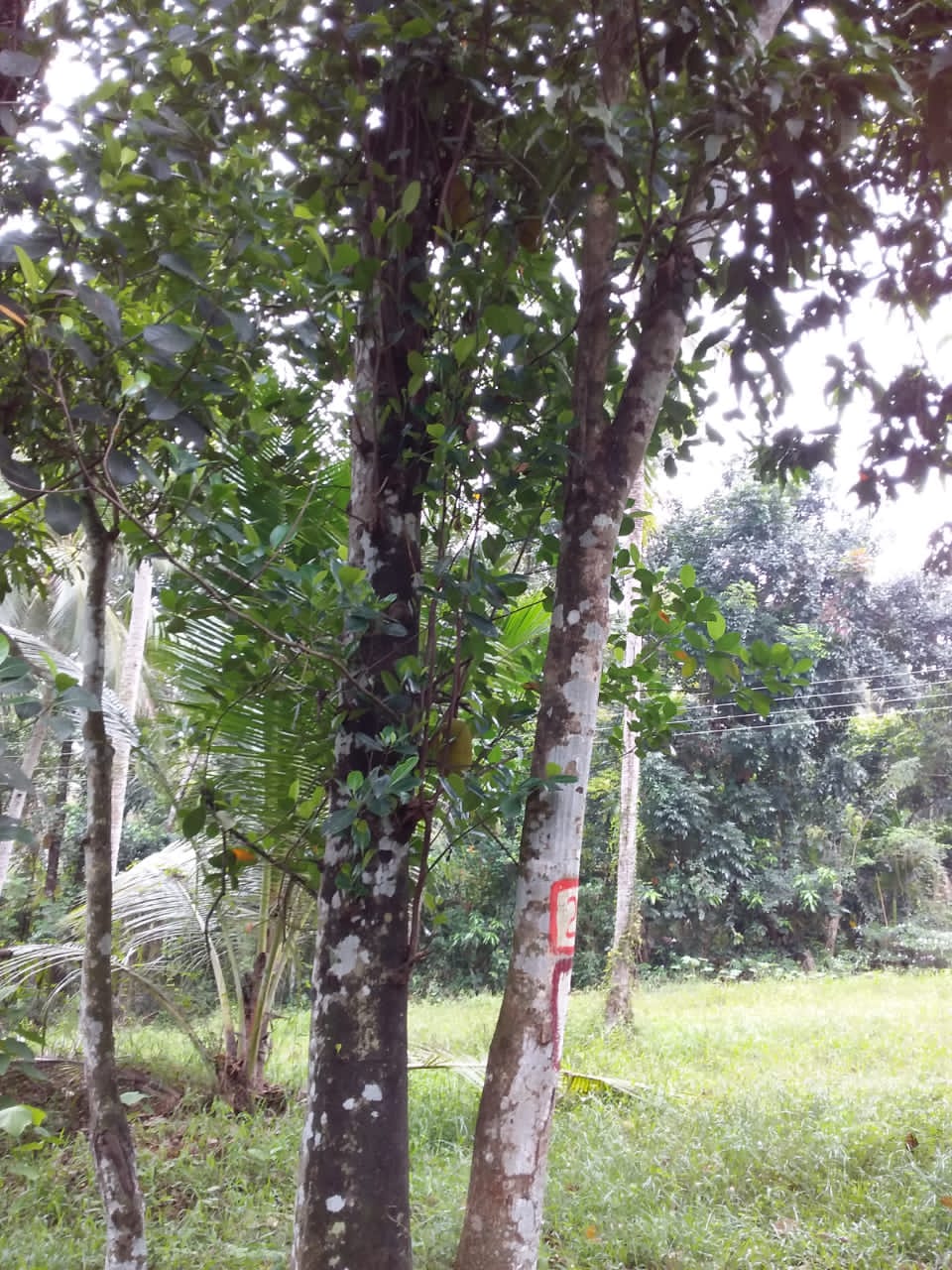 Residential Land for Sale in Yakkala
