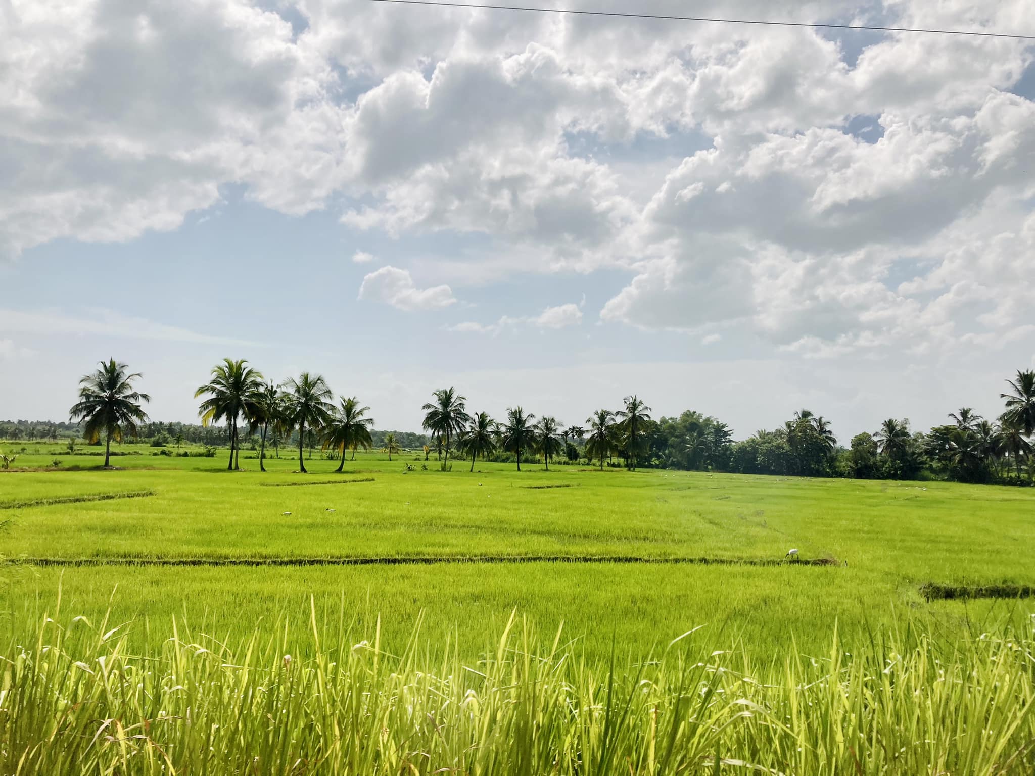 Agricultural Land for Sale in Embilipitiya