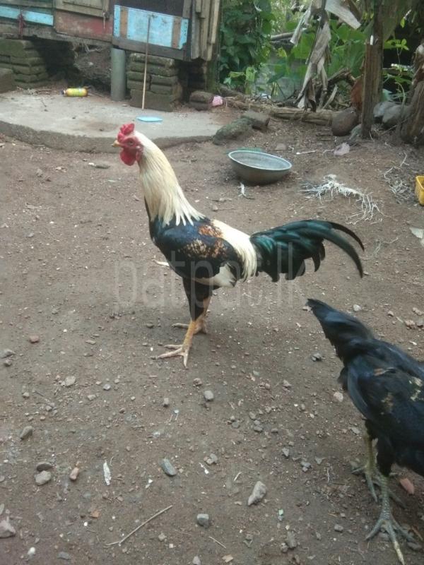 Advertisement image 6