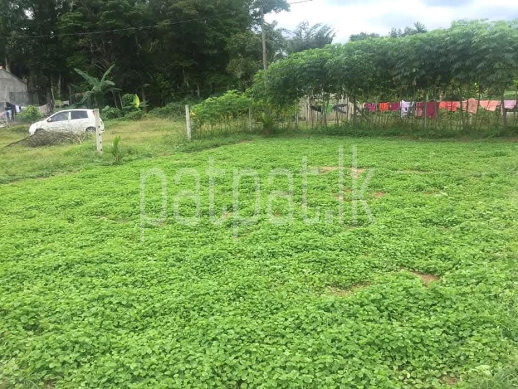 Agricultural Land for Sale in Mirigama ads-image-1