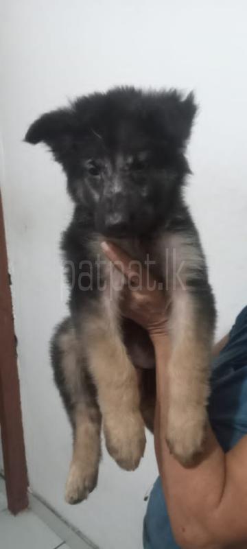 Lion shepherd puppies to sale in monaragala