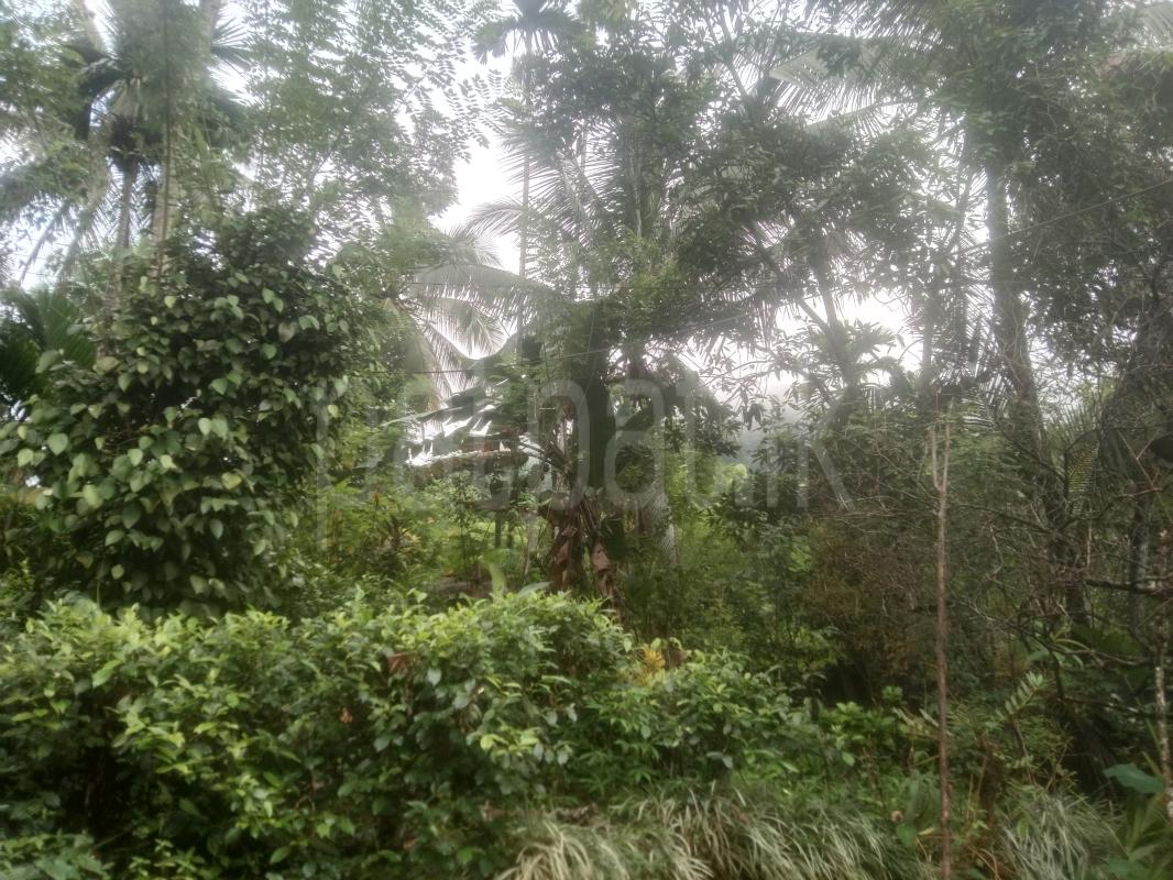 Residential Land for Sale in Ginigathhena