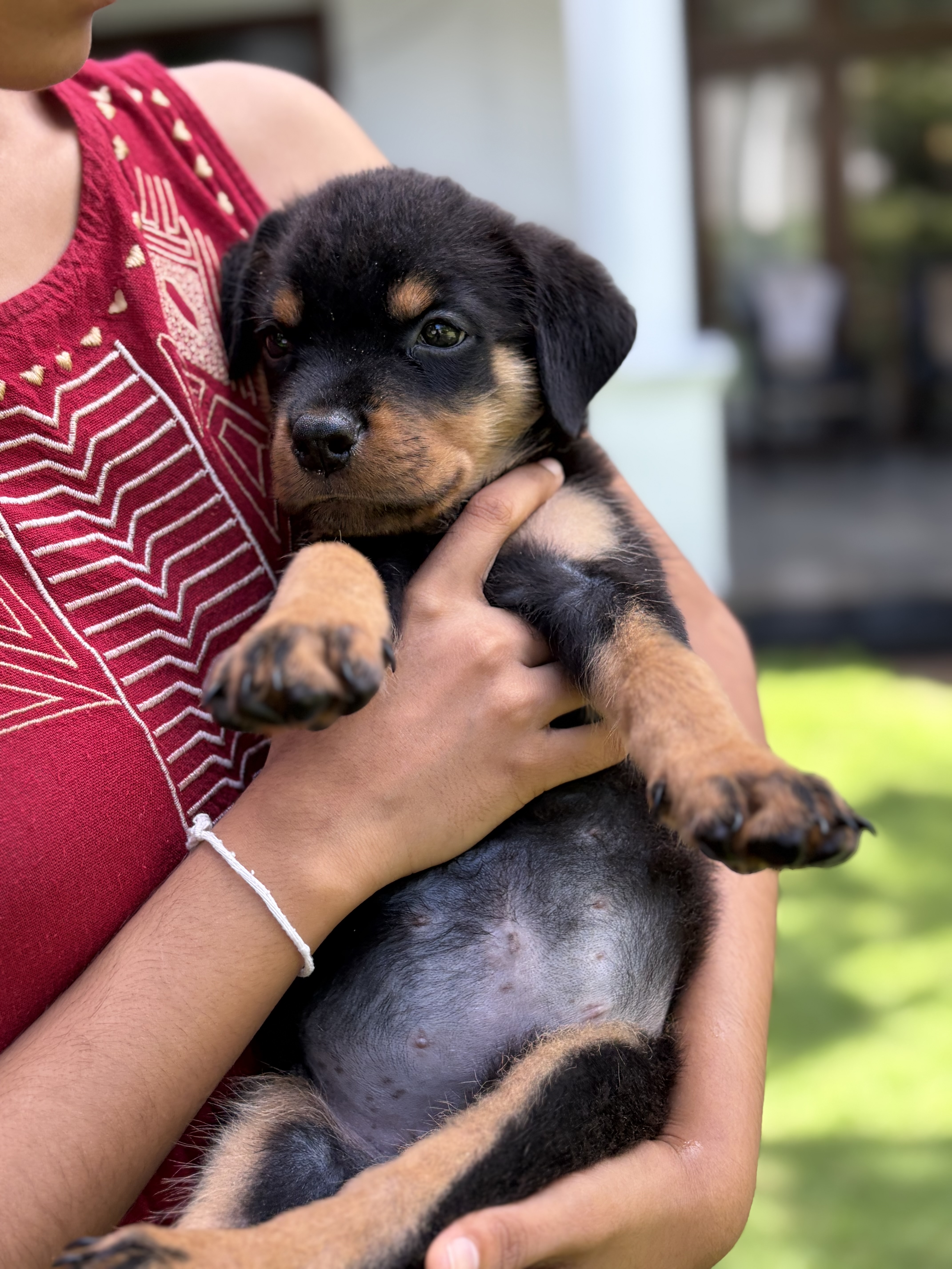 Cute Rottweiler puppies for sale!!
