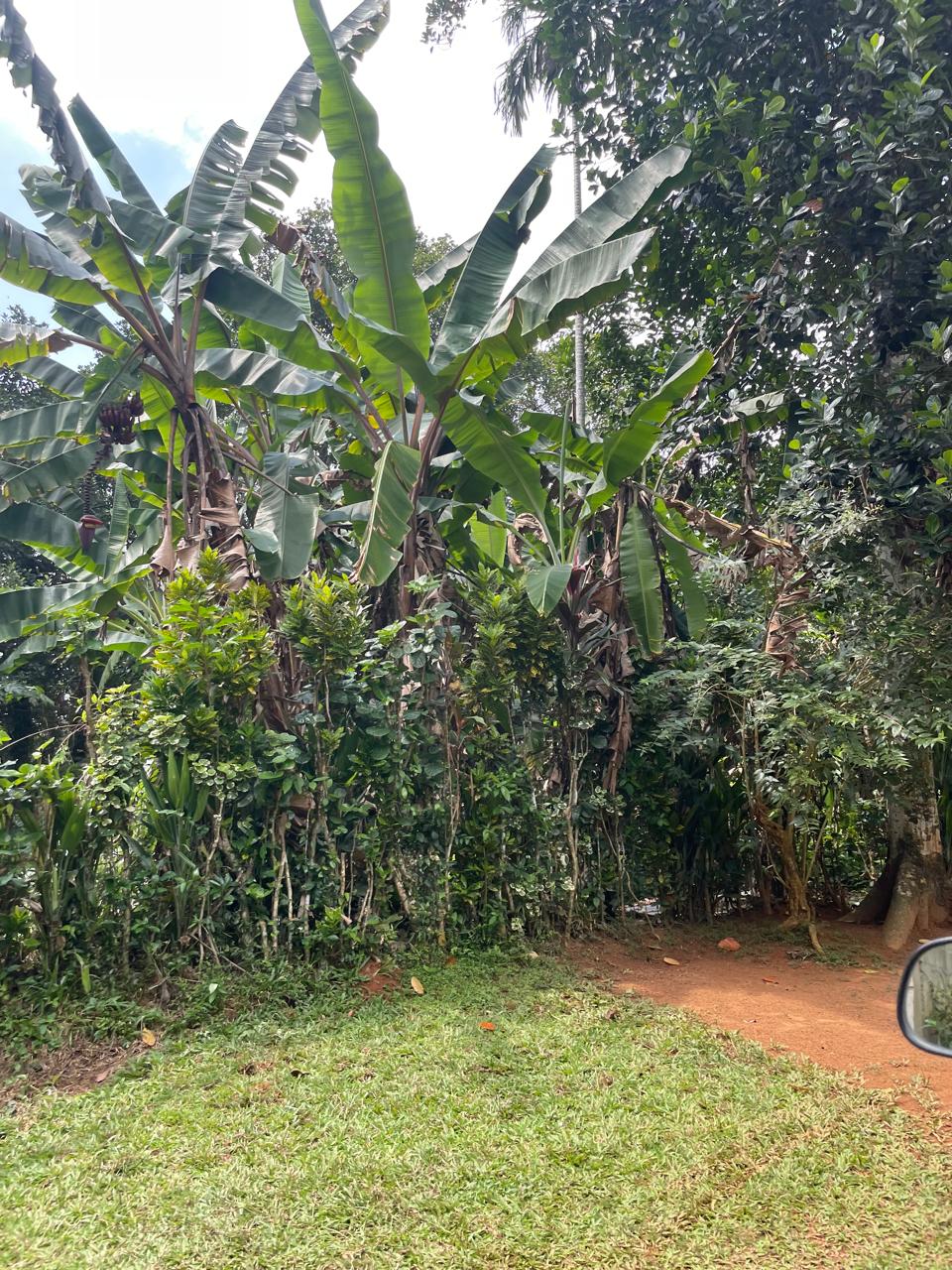 Agricultural Land for Sale in Yatiyana