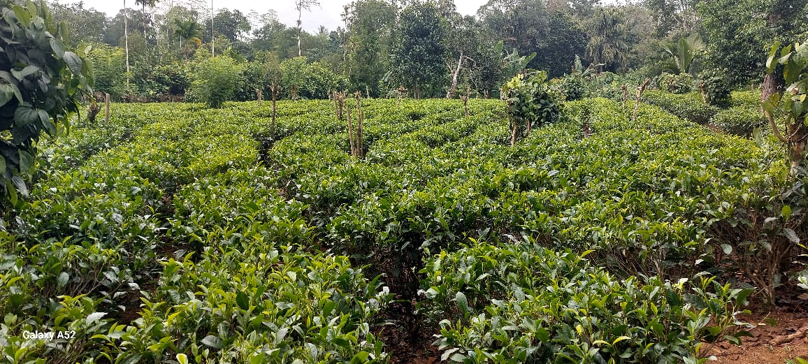 Agricultural Land for Sale in Matugama