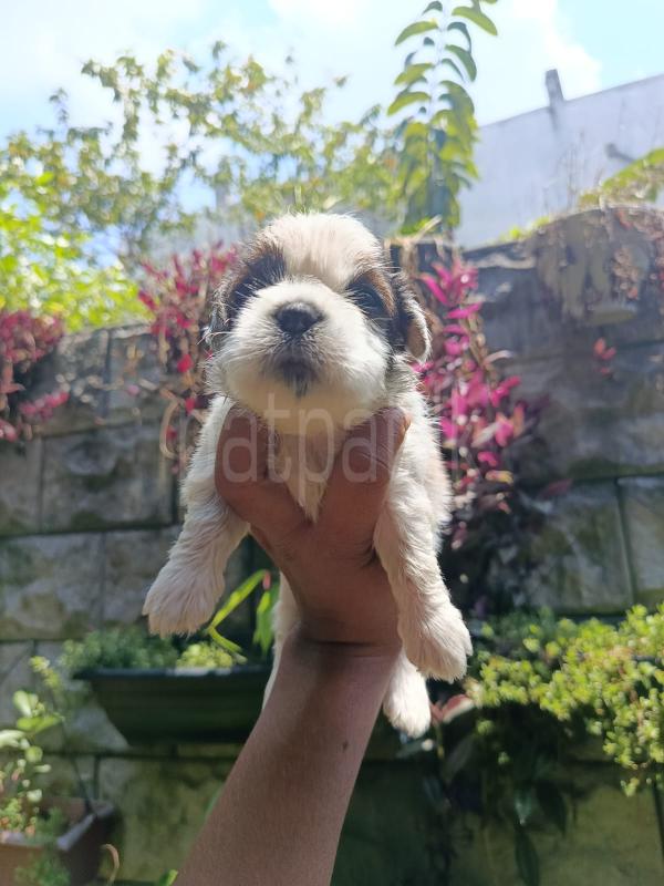 For sale  shifzu puppies