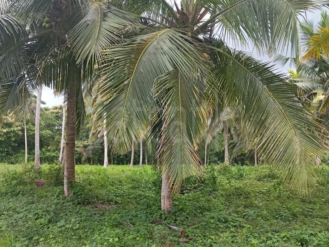 Agricultural Land for Sale in Narammala