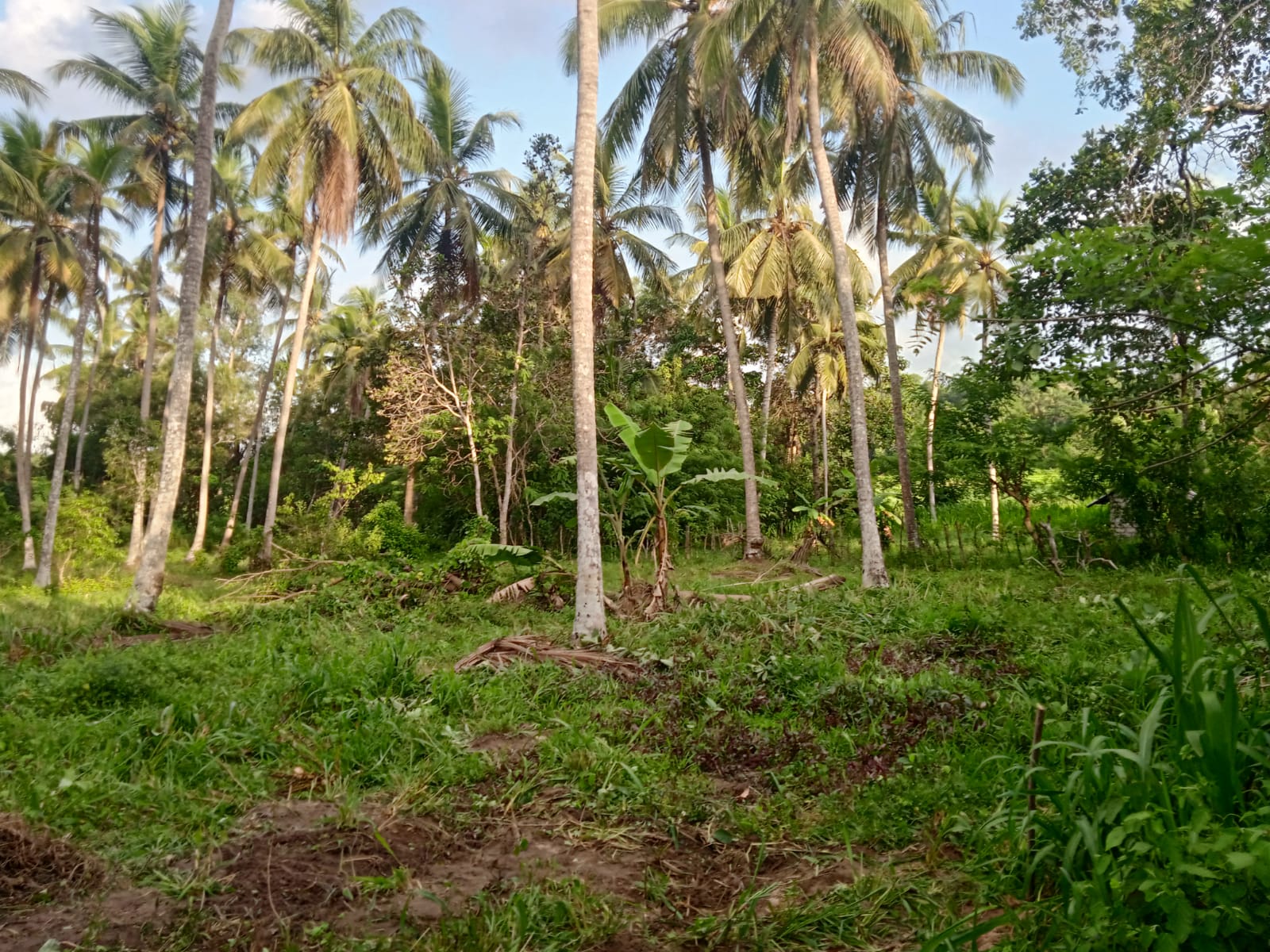 Commercial Land for Sale in Pannala