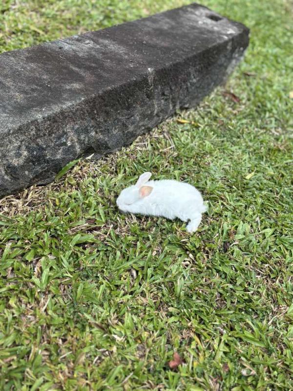 Rabbit to sell