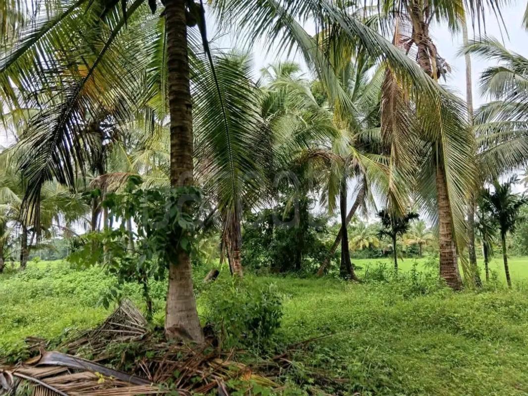 Agricultural Land for Sale in Maho