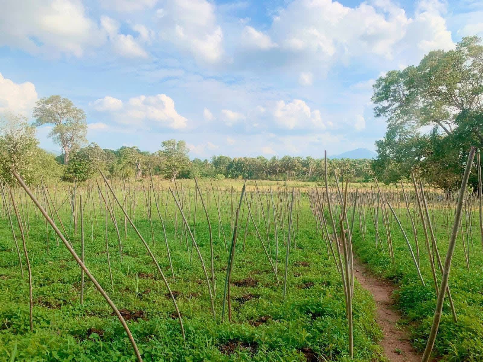 Agricultural Land for Sale in Dambulla
