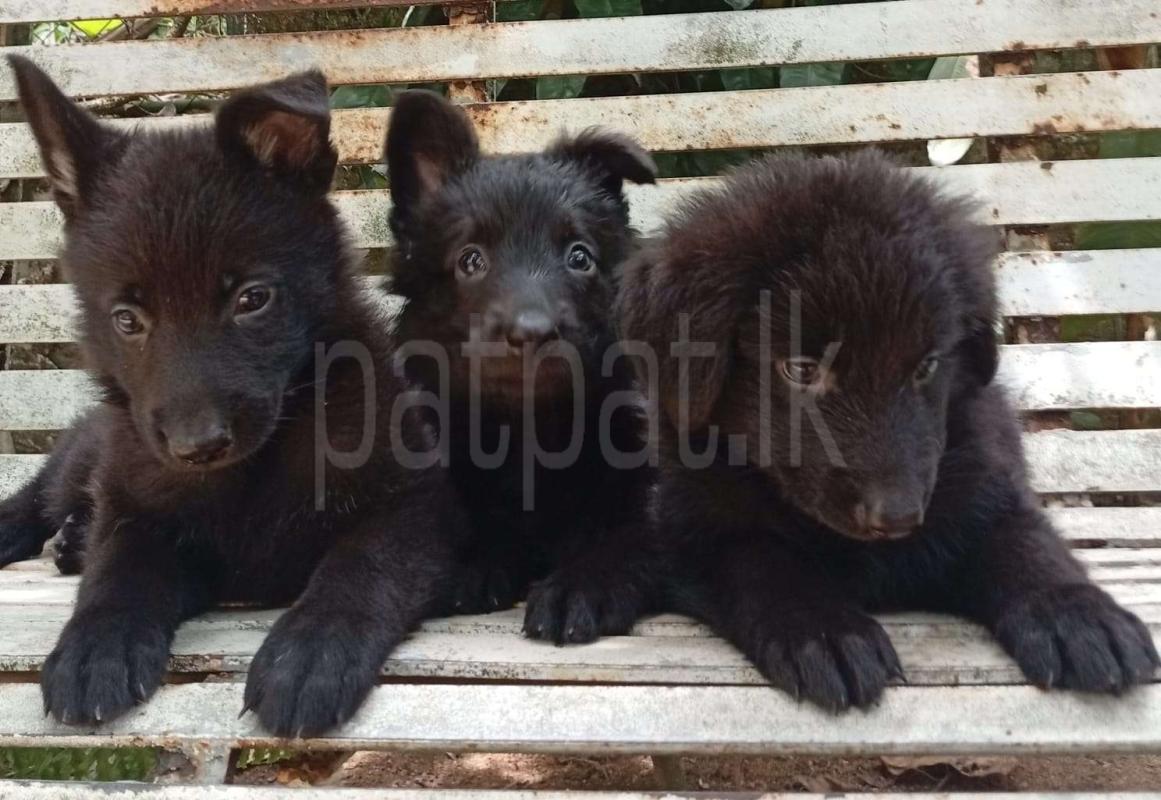 German Shepherd Puppies