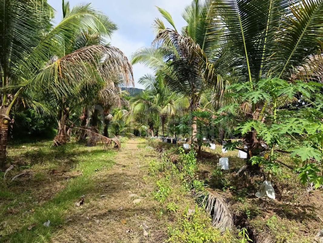 Commercial Land for Sale in Wellawa