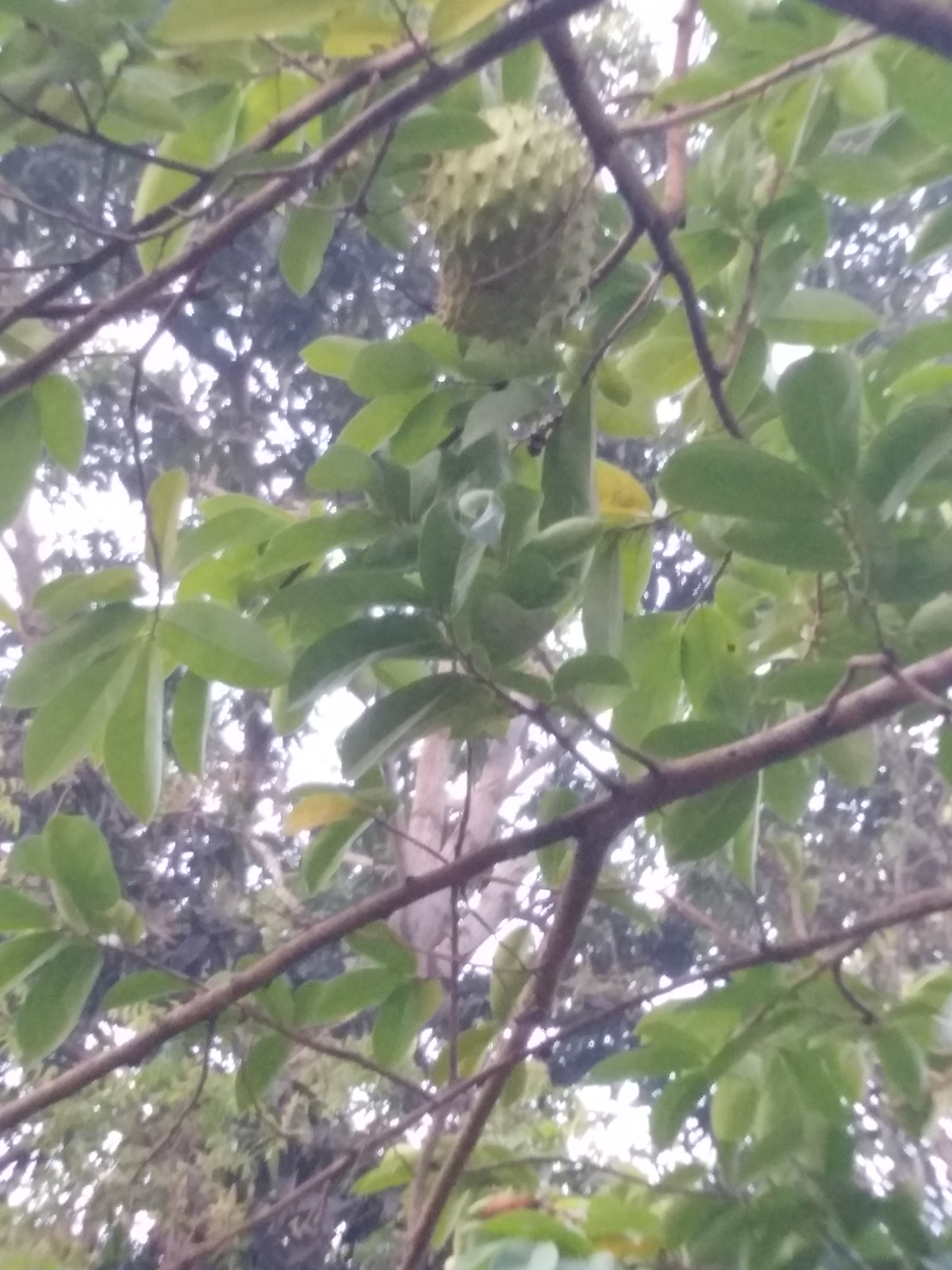 Residential Land for Sale in Marawila