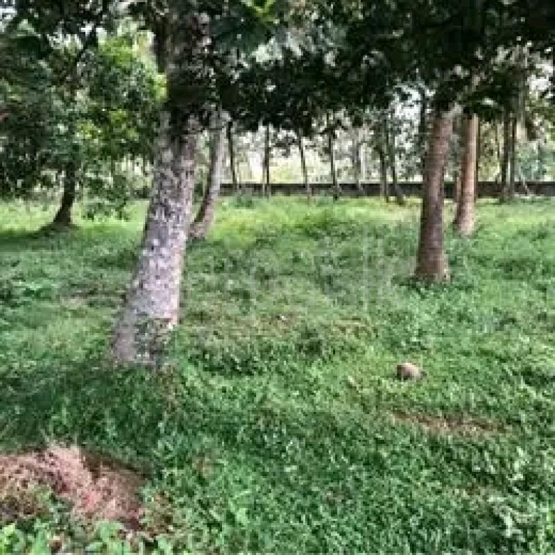 Agricultural Land for Sale in Ridigama ads-image-1