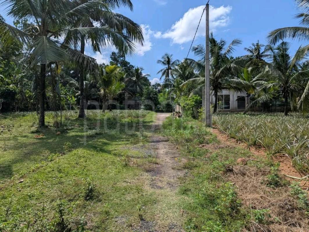 Agricultural Land for Sale in Avissawella ads-image-1