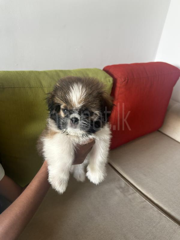 Advertisement image 3