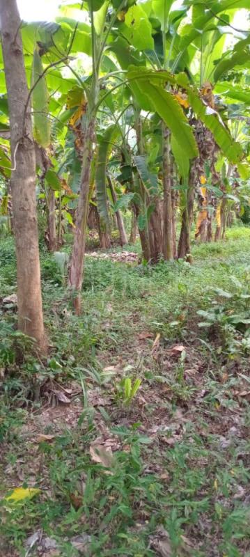 Agricultural Land for Sale in Kurunegala