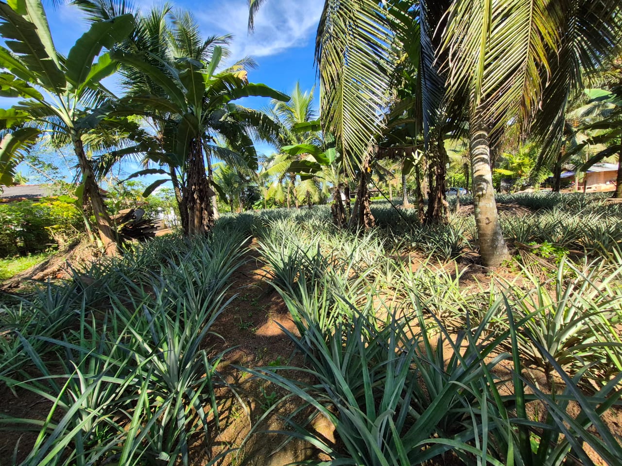 Residential Land for Sale in Delgoda