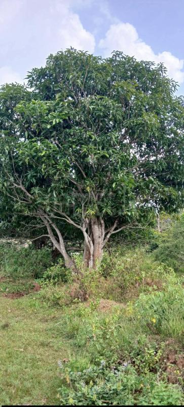 Agricultural Land for Sale in Sella Kataragama