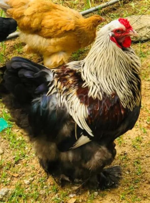 Brahma Chicken ads-image-1