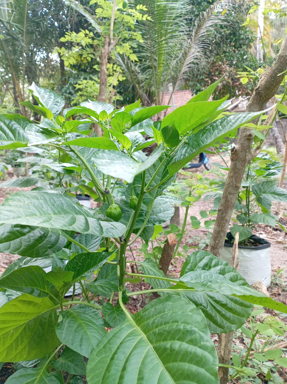 dark green scotch bonnet plants