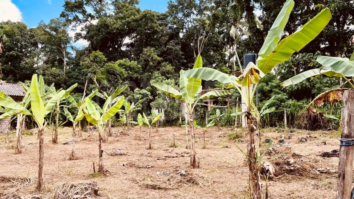Agricultural Land for Sale in Chilaw