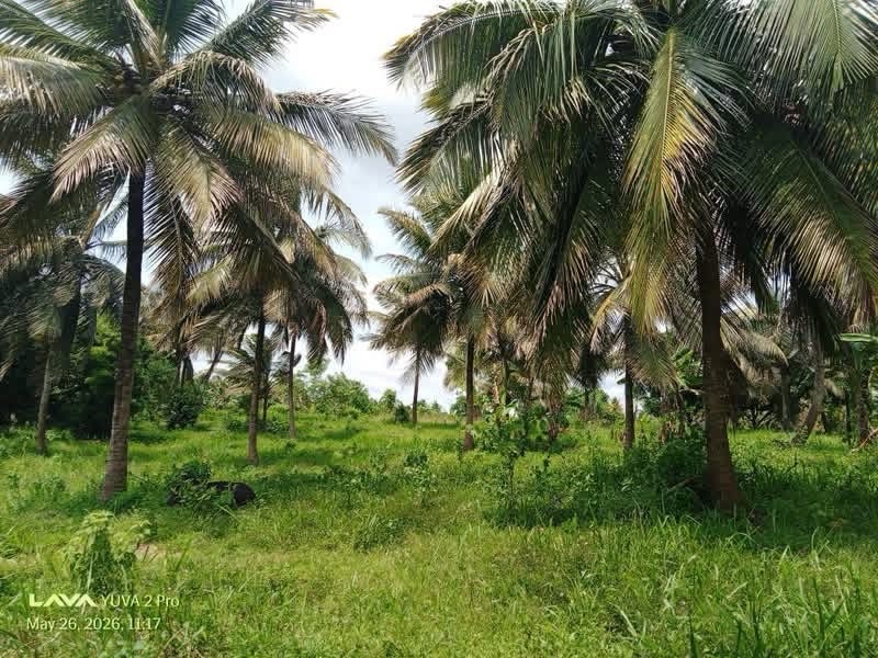 Agricultural Land for Sale in Hettipola ads-image-1