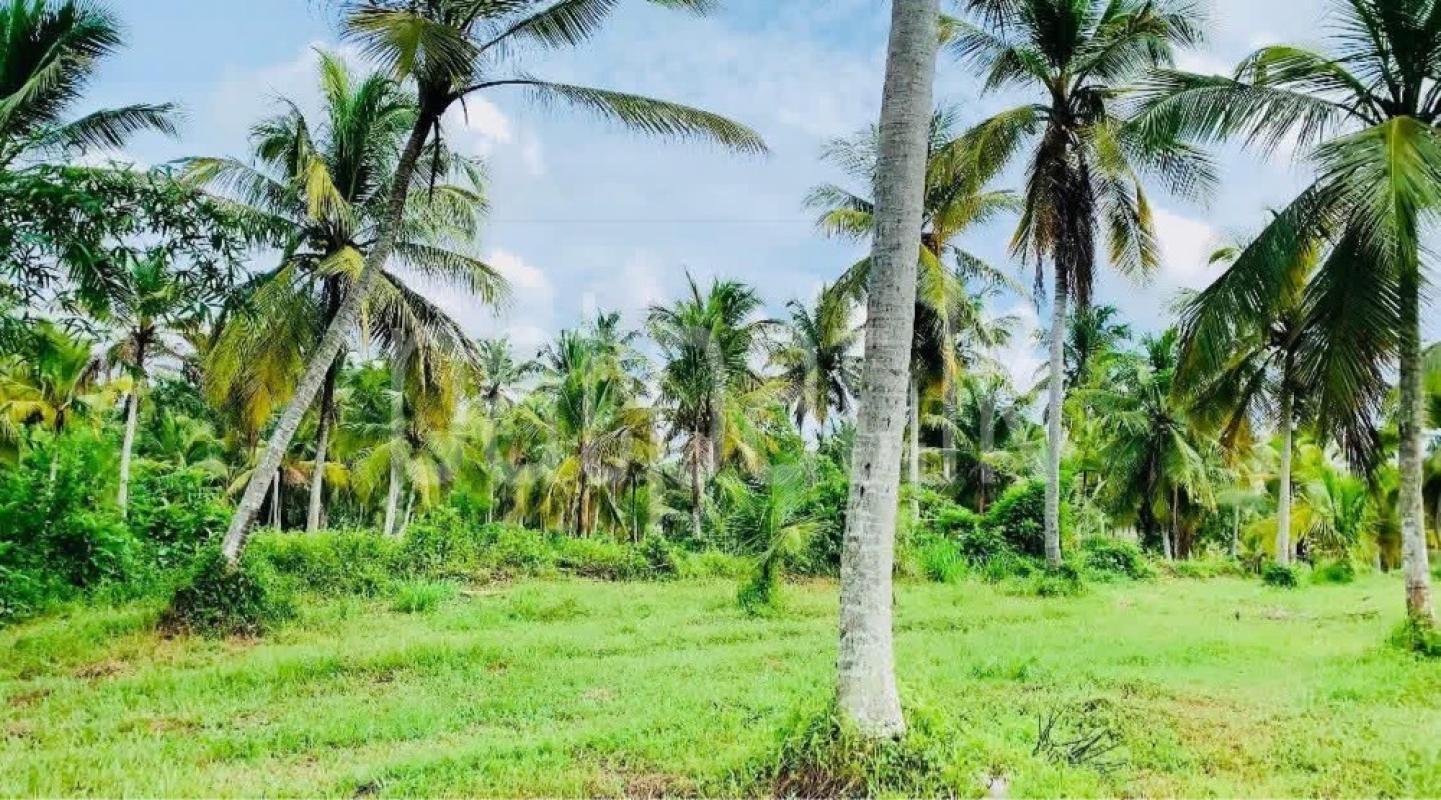 Agricultural Land for Sale in Gampaha