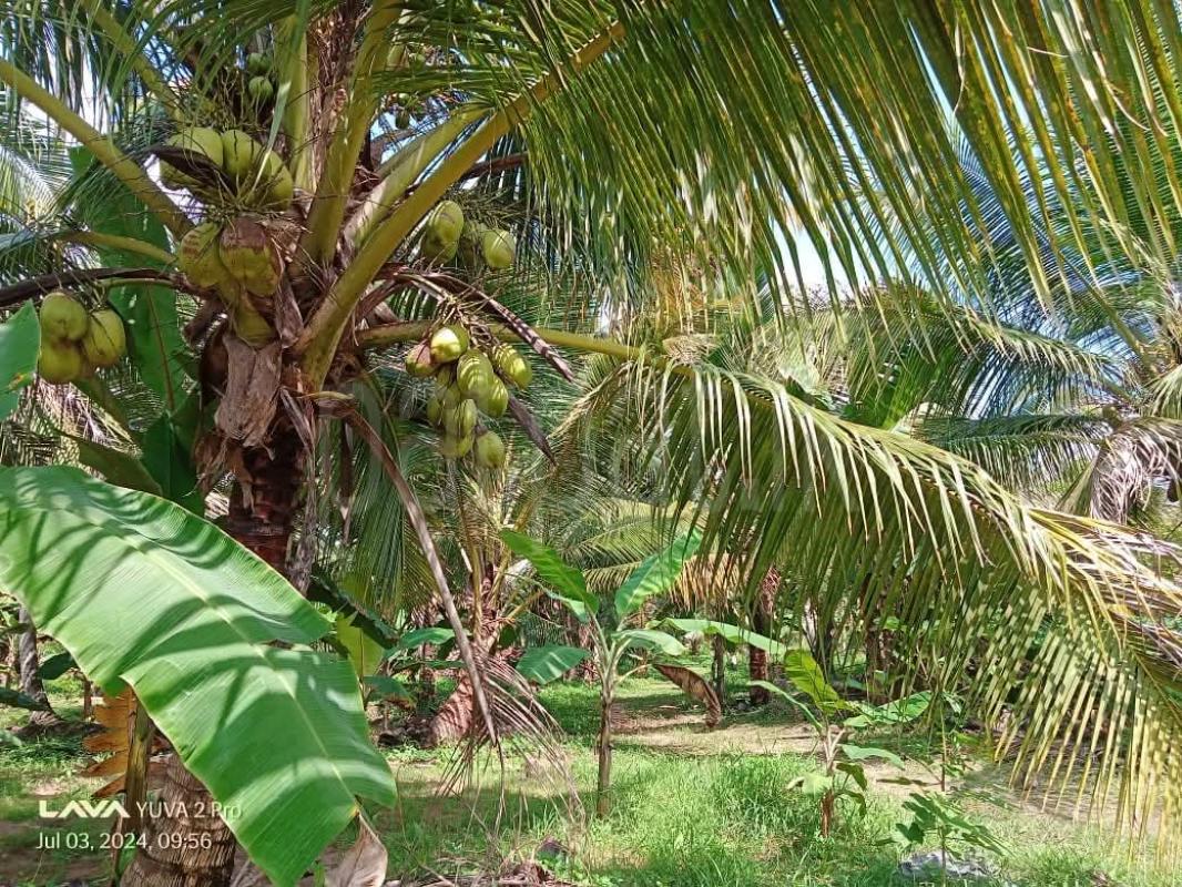 Agricultural Land for Sale in Pannala