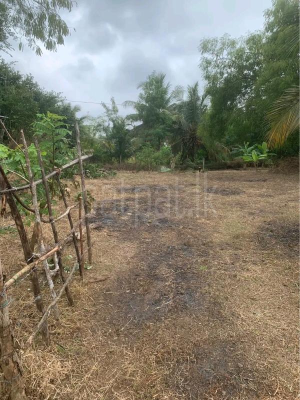 Agricultural Land for Sale in Gampola