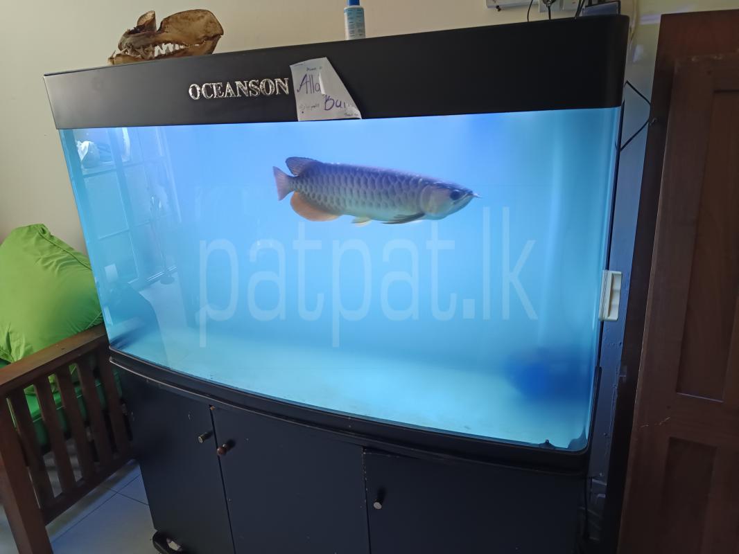 Advertisement image 3