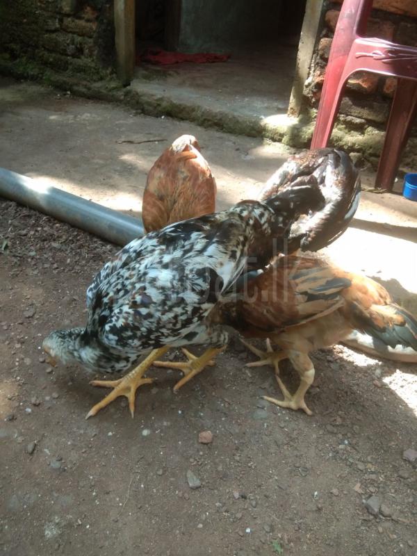 Advertisement image 4