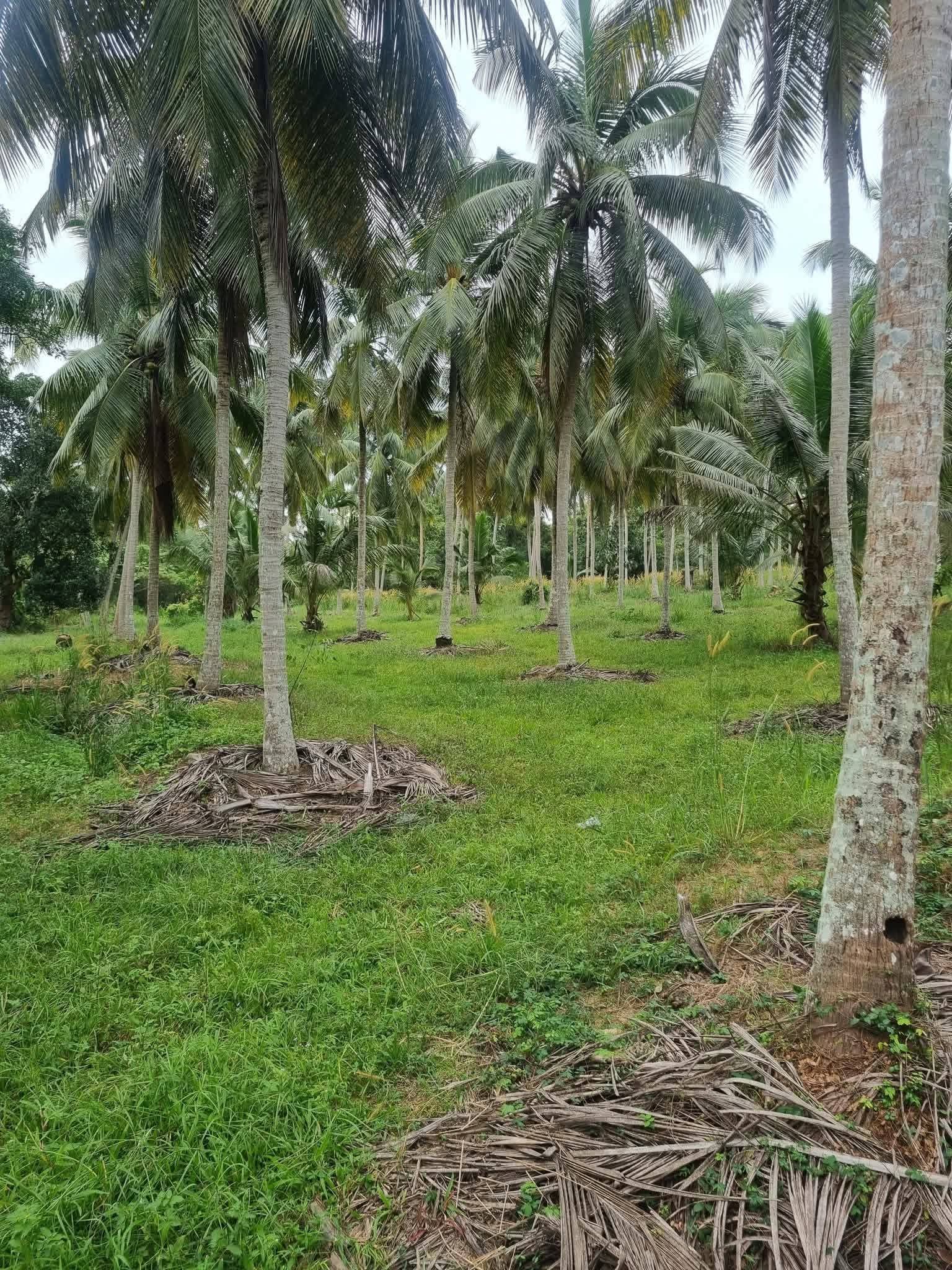 Agricultural Land for Sale in Nikaweratiya