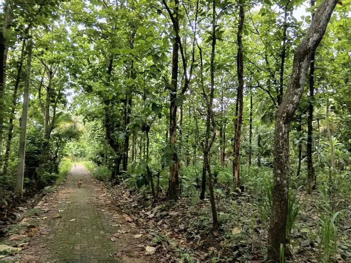 Residential Land for Sale in Kurunegala