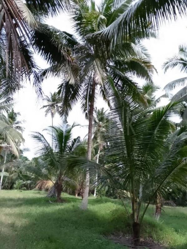  Land for Sale in Divulapitiya