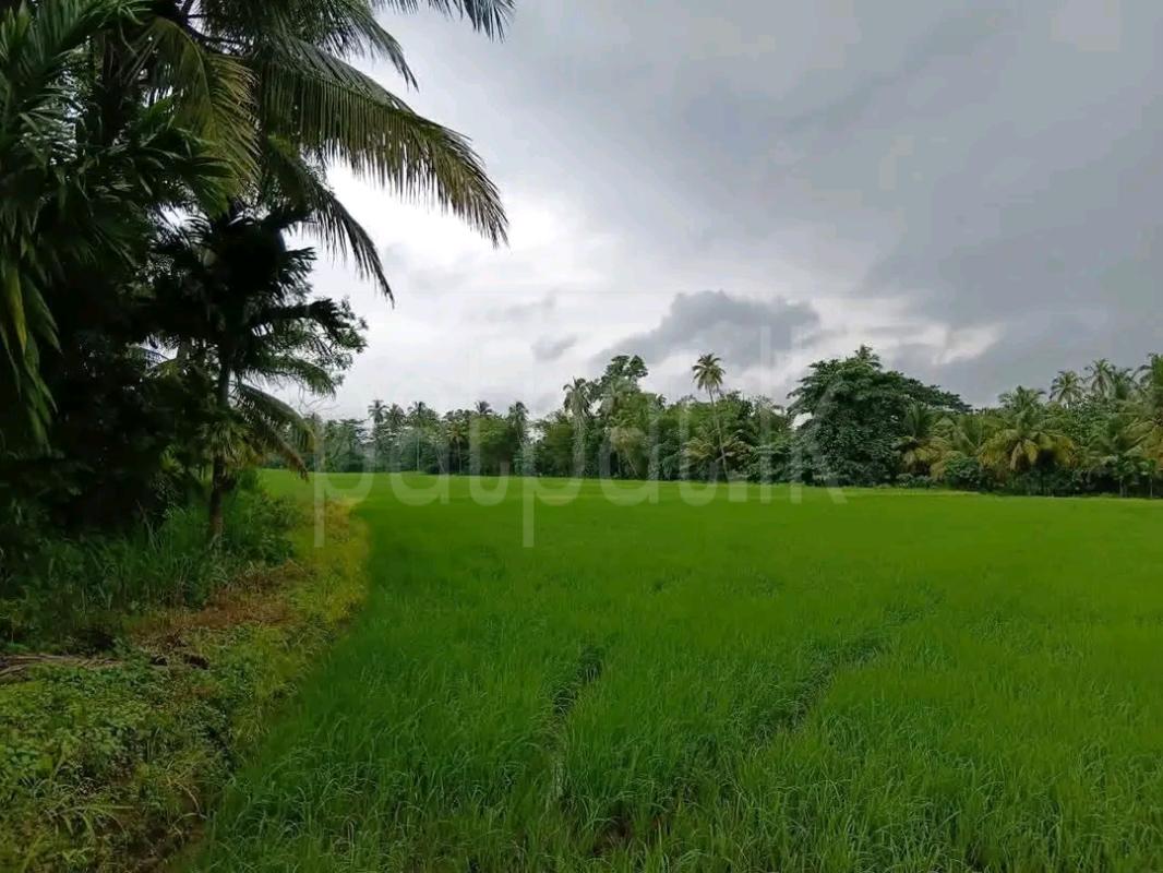 Agricultural Land for Sale in Maho