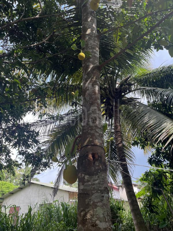 House for Sale in Ibbagamuwa