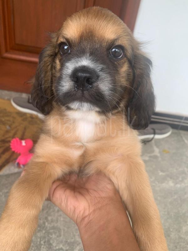 Terrier puppies for sale ads-image-1