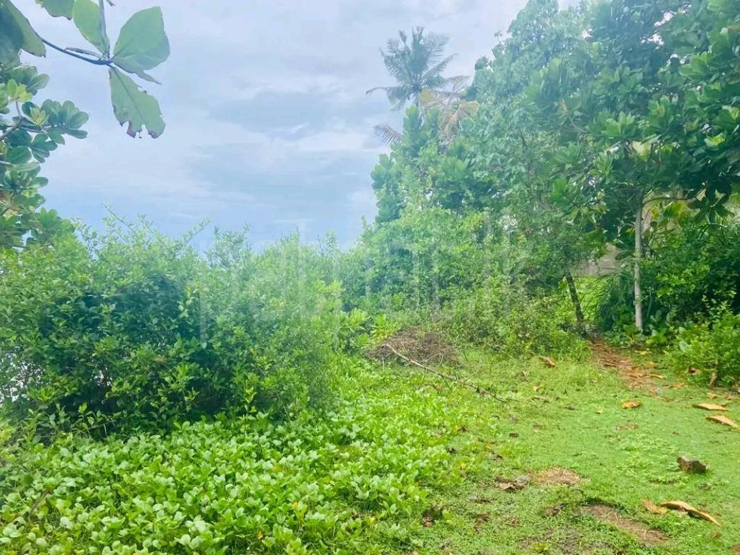 Agricultural Land for Sale in Pamunugama