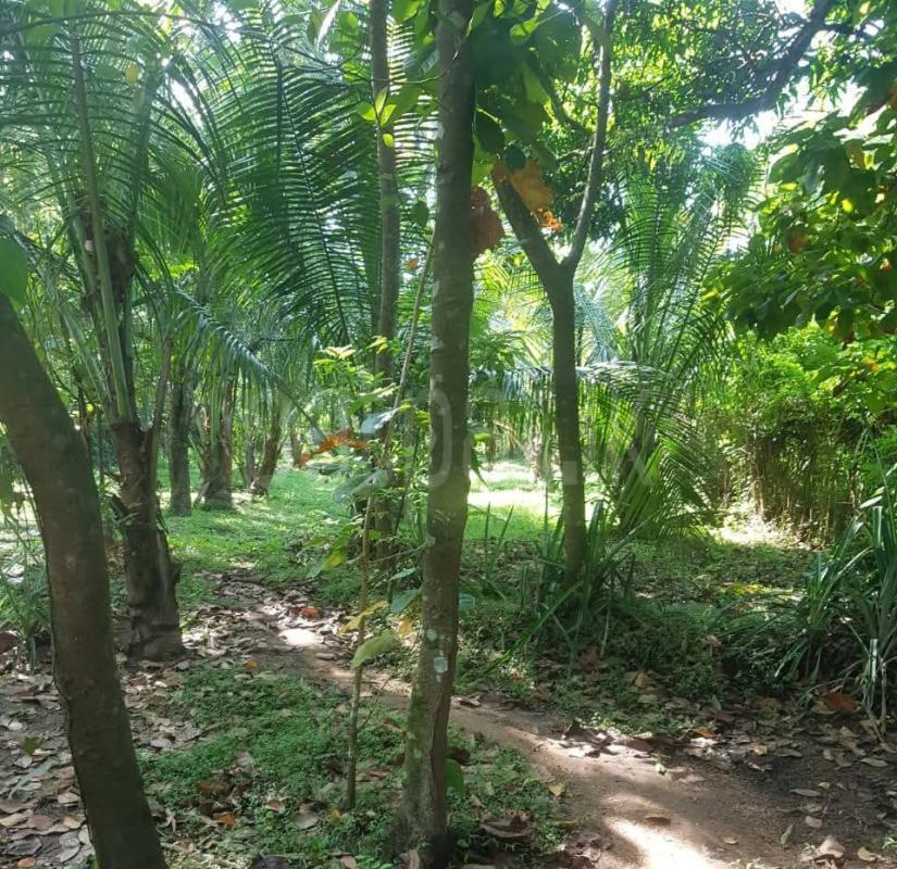 Agricultural Land for Sale in Dambulla ads-image-1