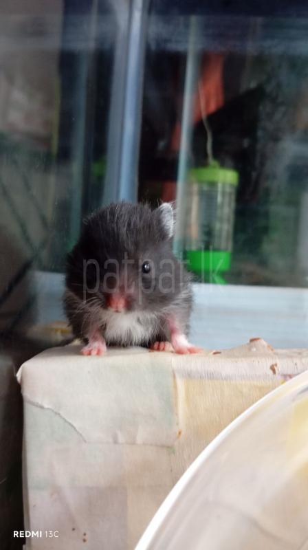 Advertisement image 4